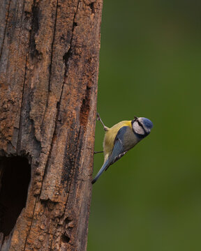 herrerillo com&uacute;n (Cyanistes caeruleus). Este ruidoso y activo insect&iacute;voro forestal se distingue por su llamativa combinaci&oacute;n de colores azul y amarillo. Frecuenta parques 