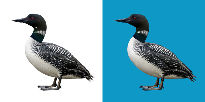 Common loon bird standing on a blue background