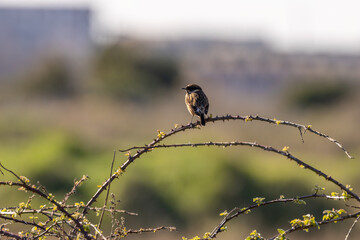 Fototapeta premium European stonechat on an arching bramble