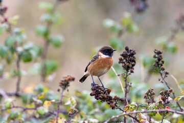 Fototapeta premium European stonechat on faded brambles