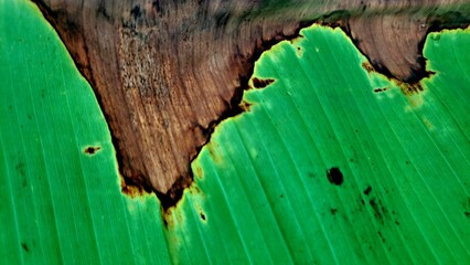 Gradation of green brown banana leaf texture  © Oki