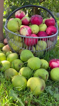 Rustic basket filled with fresh red apples and green pears surrounded by fallen fruit in a garden