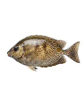 Rabbitfish