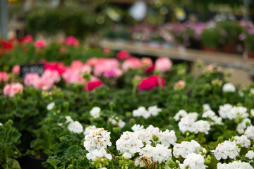 Stocks of plants in large greenhouse, and wholesale warehouse sells flowering geranium plants. Wholesale of plants. © JackF