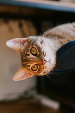 Curious tabby cat with vibrant green eyes, relaxing and enjoying warm sunbeams on a soft chair. The concept of home comfort, renovation, rental and sale of apartments and houses