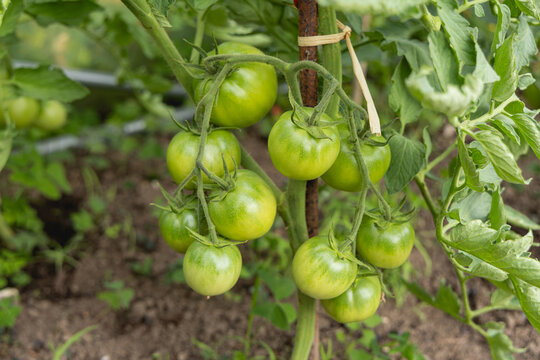 Gros plan sur une grappe de tomates, encore vertes, en train de pousser dans un jardin potager. 