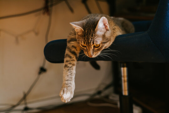 Curious tabby cat with vibrant green eyes, relaxing and enjoying warm sunbeams on a soft chair. The concept of home comfort, renovation, rental and sale of apartments and houses