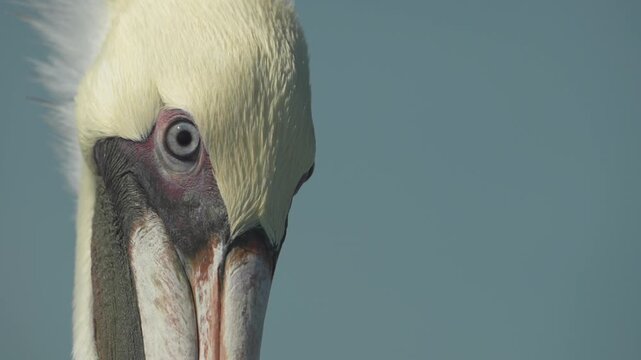 Close-up of a pelican at Rio Lagartos, Yucatan, Mexico