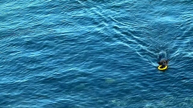 German Shepherd swimming in the Mediterranean sea and carrying a frisbee back to the beach shore