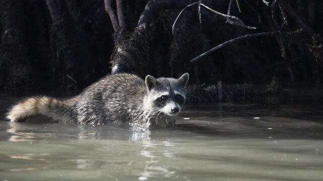Raccoon in the wild at Rio Lagartos, Yucatan, Mexico