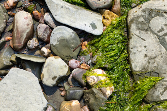 Quebec, Canada, 28 July 2026 : Wet rocks and smooth pebbles intermingle with vibrant green seaweed on a sunlit shoreline.