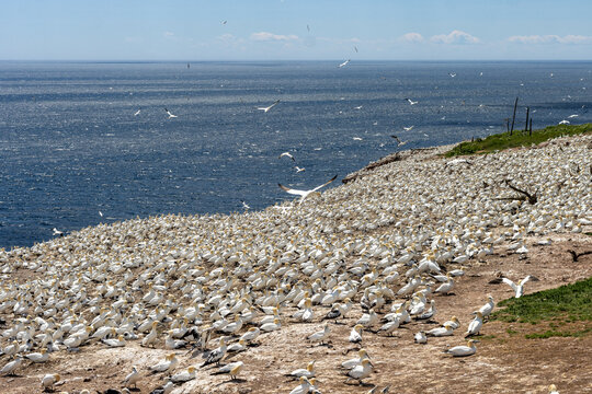 Quebec, Canada, 15 July 2026 : Northern Gannets gather in a dense colony on a coastal cliff overlooking the vast ocean under a clear sky.