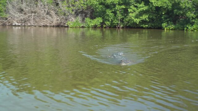 American crocodile in the wild at Rio Lagartos, Yucatan, Mexico