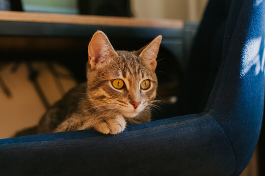 Curious tabby cat with vibrant green eyes, relaxing and enjoying warm sunbeams on a soft chair. The concept of home comfort, renovation, rental and sale of apartments and houses