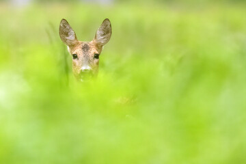 Fototapeta premium European roe deer hidden in lush green forest vegetation looking toward camera