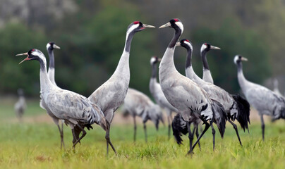 Obraz premium Group of common cranes interacting on a meadow during spring migration