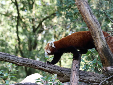 red panda in tree