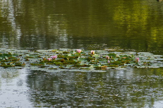 Water lily bud among green leaves on water surface