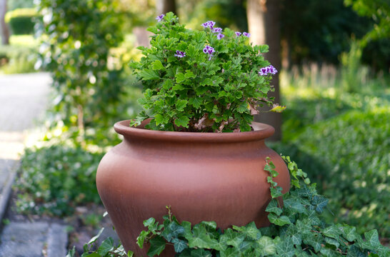Green plant in a terracotta pot in the garden