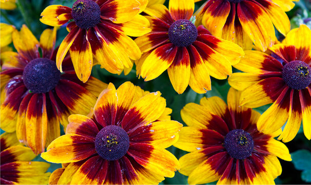Vibrant yellow and burgundy rudbeckia flowers in the garden