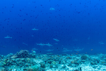 A school of grey reef sharks (Carcharhinus amblyrhynchos) swims over a coral reef. © Pete Niesen Photo