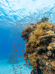 Cloud of various colorful anthia fish, Anthias anthias, swim in clear blue waters just above their home on a tropical coral reef © Pete Niesen Photo