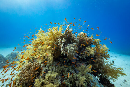 Spray of tiny colorful anthia fish, Anthias anthias, swim in clear blue waters just above their home on a tropical coral reef