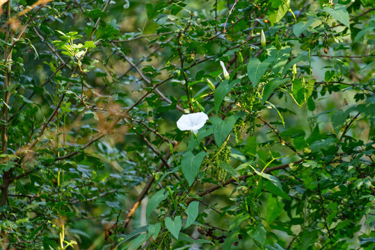 Small white flower in dense green grass