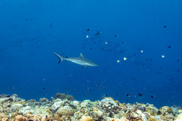 Gray reef shark, Carcharhinus amblyrhynchos, swimming in blue ocean with at the edge of tropical coral reef with schools of fish © Pete Niesen Photo