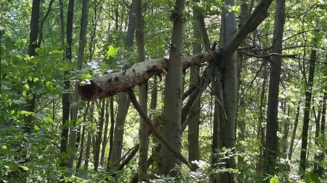 Broken tree branch in a sunlit green forest
