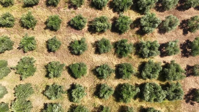 Aerial view of rows of olive trees in an orchard in Kajan, Elbasan County, Albania.