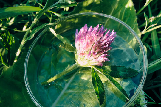 Red clover flower floating in water inside petri dish during botanical research