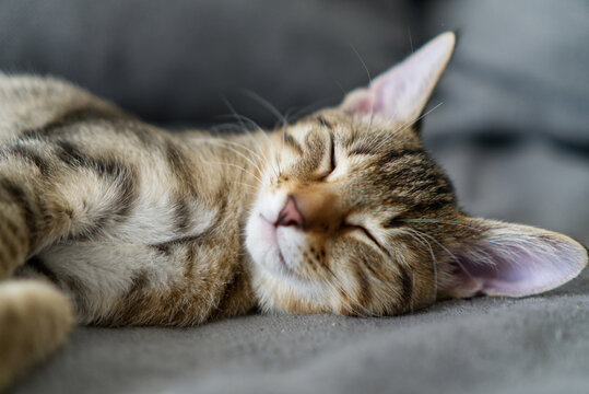 Sleeping cute tabby kitten at home