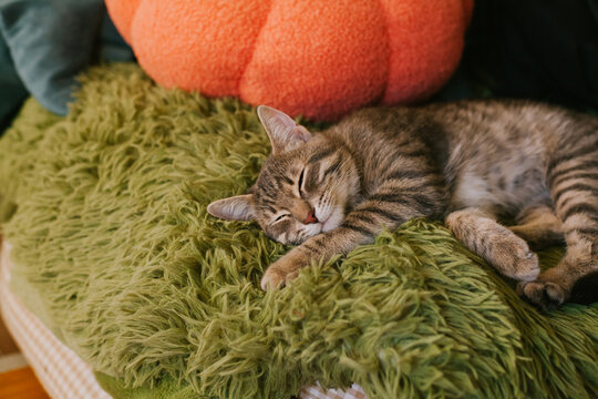 Curious tabby cat with vibrant green eyes, relaxing and enjoying warm sunbeams on a soft chair. The concept of home comfort, renovation, rental and sale of apartments and houses