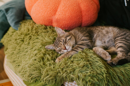 Curious tabby cat with vibrant green eyes, relaxing and enjoying warm sunbeams on a soft chair. The concept of home comfort, renovation, rental and sale of apartments and houses