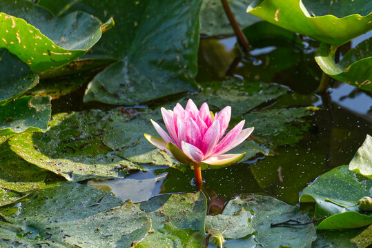 pink water lily blooming in a pond