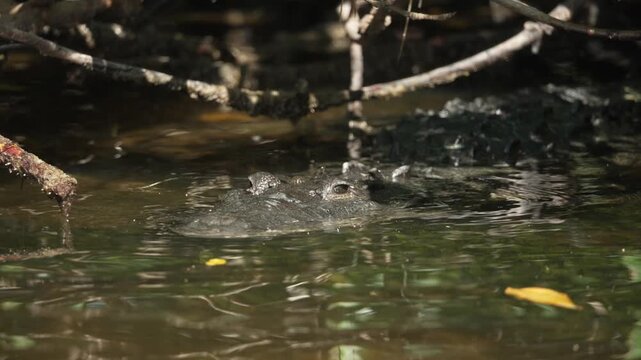 Close-up of a crocodile at Rio Lagartos, Yucatan, Mexico