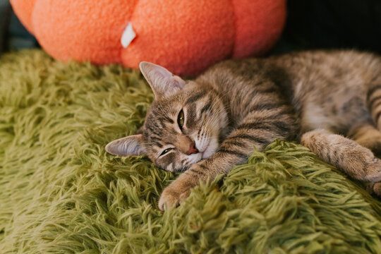 Curious tabby cat with vibrant green eyes, relaxing and enjoying warm sunbeams on a soft chair. The concept of home comfort, renovation, rental and sale of apartments and houses