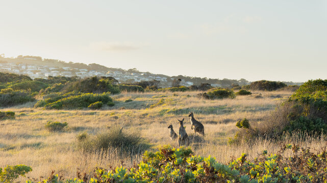 Australian native Kangaroos at sunset in a field with housing behind and copy space