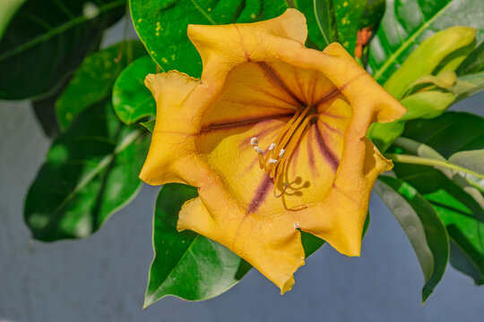 Goldkelchwein (Solandra maxima)