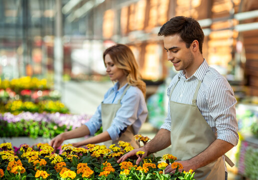 Greenhouse Gardeners Tending Flowers.