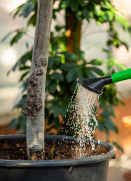 Watering Potted Tree.