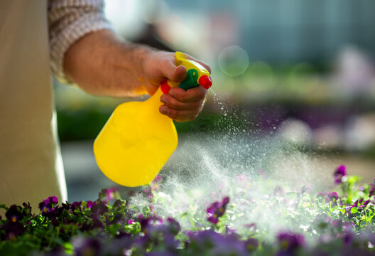 Misting Greenhouse Flowers.