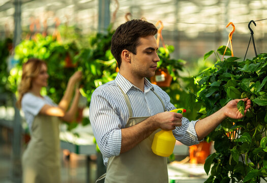 Spraying Hanging Greenery.