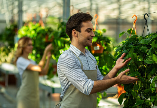 Greenhouse Gardener Inspecting Plants.