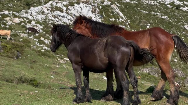 Stunning and detailed video capture of two beautiful heavy horses, one black and one brown, standing gracefully together