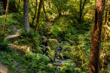 Fototapeta premium path in the forest
