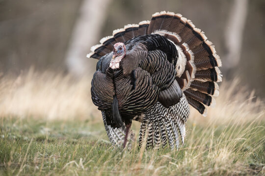 Male Wild Turkey (Meleagris gallopavo) strutting and displaying fanned tail feathers in grassy meadow, Rocky Mountain National Park, Colorado
