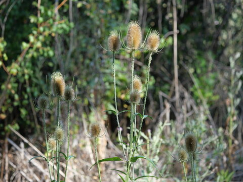 Common Teasel (Dipsacus fullonum) Seed Heads in Late Summer, Colorado