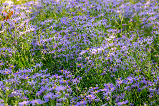 Selective focus of violet blue flowers in the garden, Aster macrophyllus (Twilight) or Eurybia macrophylla, Aster is a genus of perennial flowering plants in the family Asteraceae, Natural background.
